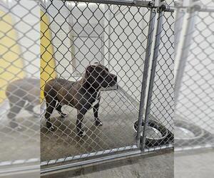 Mutt Dogs for adoption in Temple, TX, USA