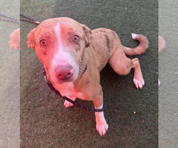 Medium Photo #3 American Pit Bull Terrier-Australian Shepherd Mix Puppy For Sale in Rockwall, TX, USA
