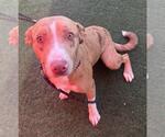 Small #2 American Pit Bull Terrier-Australian Shepherd Mix