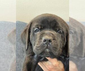 Labrador Retriever-Unknown Mix Dogs for adoption in San Diego, CA, USA