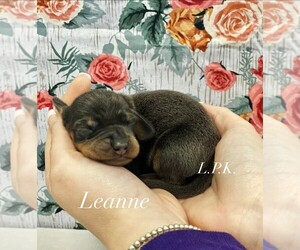 Dachshund Puppy for sale in WINNSBORO, LA, USA