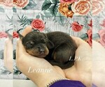 Image preview for Ad Listing. Nickname: Mini Leanne