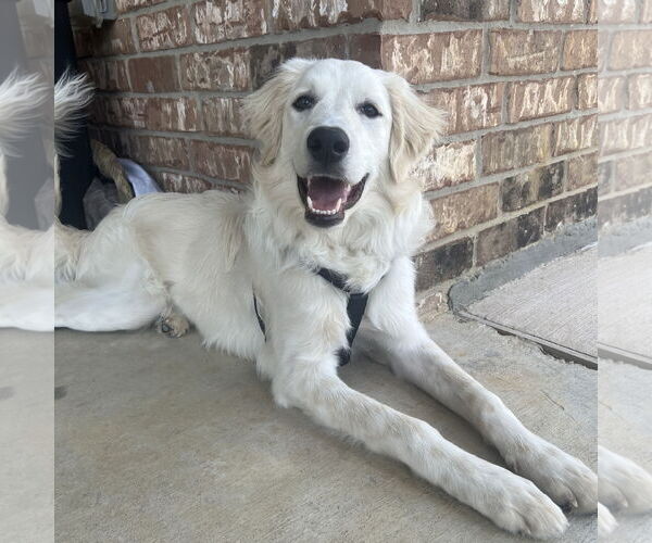 Medium Photo #11 Great Pyrenees Puppy For Sale in Dallas, TX, USA