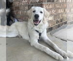 Small #10 Great Pyrenees