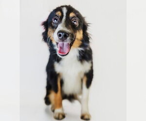 Australian Shepherd Dogs for adoption in York, SC, USA