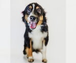 Gus - Male Australian Shepherd Dog for Adoption - Small photo