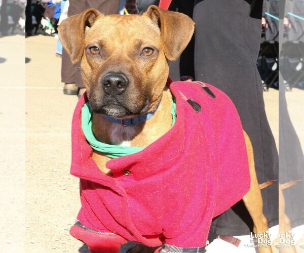 Medium Photo #2 Boxer-Unknown Mix Puppy For Sale in Washington, DC, USA