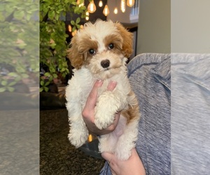Cavapoo Puppy for sale in INDIANAPOLIS, IN, USA