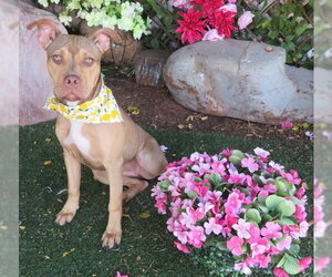 Boxer Dogs for adoption in Oklahoma City, OK, USA