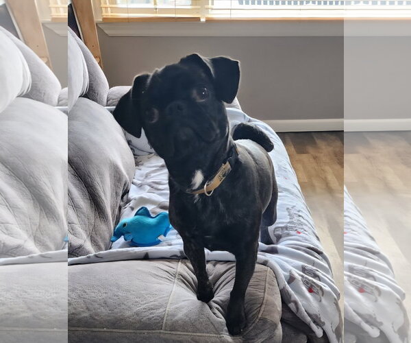 Medium Photo #2 Pug-Unknown Mix Puppy For Sale in Dublin, OH, USA