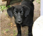 Small #2 Labrador Retriever-Mutt Mix