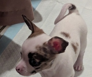 Medium Chihuahua