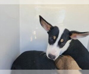 Gerberian Shepsky Dogs for adoption in Houston, TX, USA