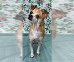 Small #5 Chihuahua Mix