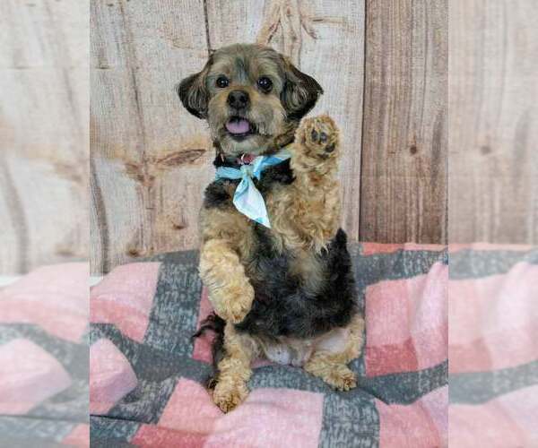 Medium Photo #12 Silky Terrier-Unknown Mix Puppy For Sale in Kennesaw, GA, USA