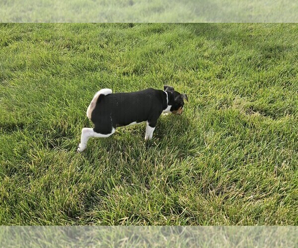 Medium Photo #19 Rat Terrier Puppy For Sale in ELLENSBURG, WA, USA