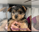 Small Photo #2 Yorkshire Terrier Puppy For Sale in MERCED, CA, USA