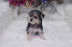 Small Photo #3 Morkie Puppy For Sale in LAS VEGAS, NV, USA