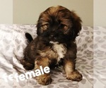Puppy Brownie Silky Cocker