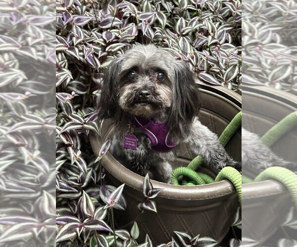 Medium Photo #7 Shih Tzu-Unknown Mix Puppy For Sale in Mundelein, IL, USA