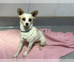 Chihuahua Dogs for adoption in Rancho Cucamonga, CA, USA