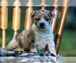 Puppy Macy American Pit Bull Terrier-Australian Shepherd Mix