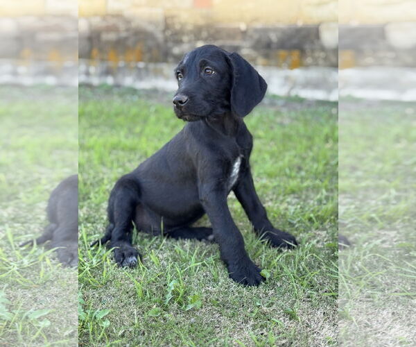 Medium Photo #4 Retriever -Unknown Mix Puppy For Sale in PIPE CREEK, TX, USA