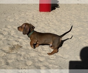 Medium Dachshund
