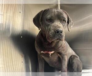 American Staffordshire Terrier-Unknown Mix Dogs for adoption in Grand Prairie, TX, USA