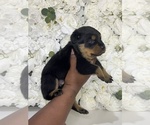 Small Photo #25 Rottweiler Puppy For Sale in FORT WORTH, TX, USA