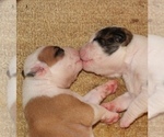 Small Photo #14 American Bulldog Puppy For Sale in MECHANICSVILLE, VA, USA