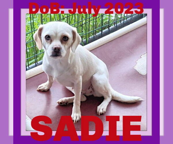 Medium Photo #1 Chihuahua-Unknown Mix Puppy For Sale in Sebec, ME, USA