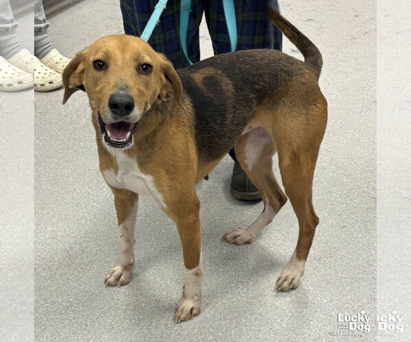 Medium Photo #3 Treeing Walker Coonhound-Unknown Mix Puppy For Sale in Washington, DC, USA