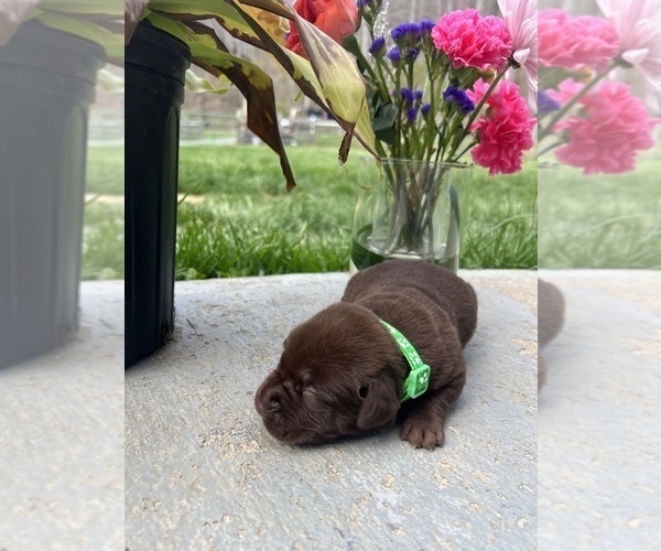 Medium Photo #5 Labrador Retriever Puppy For Sale in NEOLA, WV, USA