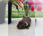 Small #4 Labrador Retriever