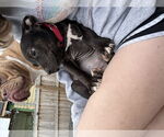 Small #1 American Pit Bull Terrier-Labrador Retriever Mix