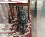 Puppy Hunter Goldendoodle