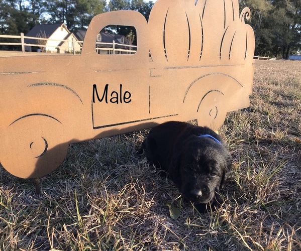 Medium Photo #1 Labradoodle Puppy For Sale in QUITMAN, MS, USA