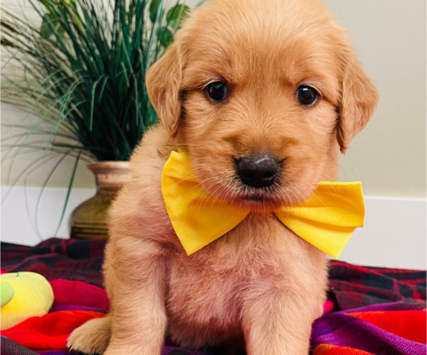 Medium Photo #3 Golden Retriever Puppy For Sale in BAKERSFIELD, CA, USA