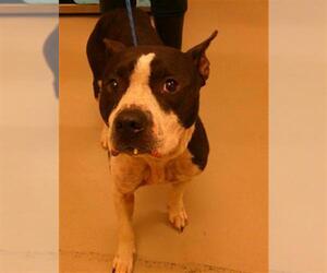 Mutt Dogs for adoption in Sanford, FL, USA