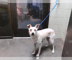 Rat Terrier-Unknown Mix Dogs for adoption in Tulsa, OK, USA