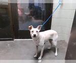 Small Rat Terrier Mix