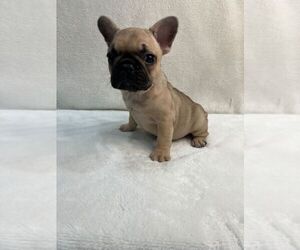 French Bulldog Puppy for sale in CHARLESTON, SC, USA