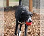 Small Photo #3 Plott Hound-Unknown Mix Puppy For Sale in Sequim, WA, USA