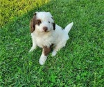 Small #2 Miniature Bernedoodle