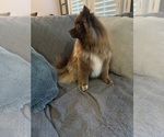 Small Photo #4 Pomeranian Puppy For Sale in ADA, OK, USA