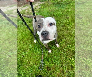 Mutt Dogs for adoption in Glen Allen, VA, USA