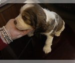 Small Photo #1 English Springer Spaniel Puppy For Sale in STATESVILLE, NC, USA