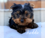 Small #3 Yorkshire Terrier