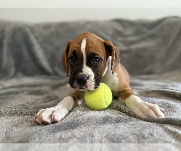 Medium Photo #70 Boxer Puppy For Sale in WEST COLUMBIA, SC, USA
